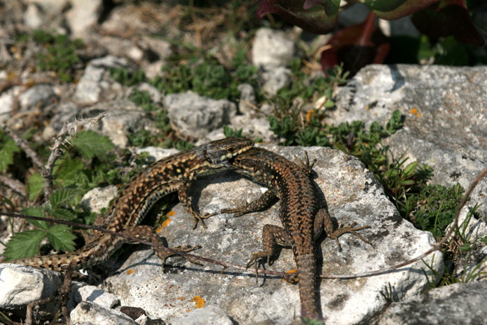 Morph at Cheyne Weare